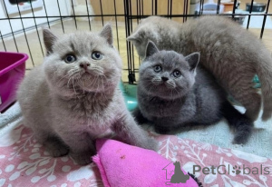 Photo №1. british shorthair - for sale in the city of Birkenwerder | 361$ | Announcement № 172285
