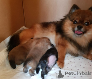 Photo №1. pomeranian - for sale in the city of Bayerisch Eisenstein | negotiated | Announcement № 158746