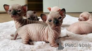 Photo №3. Sphynx kittens. Germany