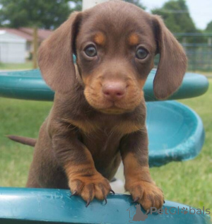 Photo №4. I will sell dachshund in the city of Geel.  - price - 516$