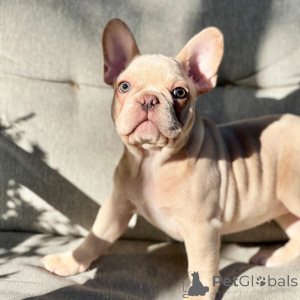 Photo №2 to announcement № 175374 for the sale of french bulldog - buy in United States private announcement