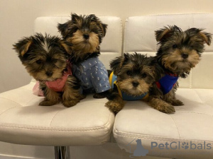 Photo №1. yorkshire terrier - for sale in the city of Brandenburg | 260$ | Announcement № 46170
