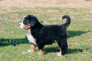 Photo №2 to announcement № 6725 for the sale of bernese mountain dog - buy in Belarus breeder