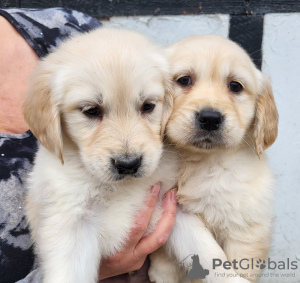 Photo №1. golden retriever - for sale in the city of Giessen | 423$ | Announcement № 90613
