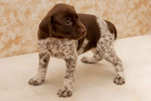 Photo №1. german shorthaired pointer - for sale in the city of Brest | 500$ | Announcement № 671