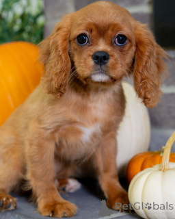Photo №1. cavalier king charles spaniel - for sale in the city of Dielsdorf | negotiated | Announcement № 157215