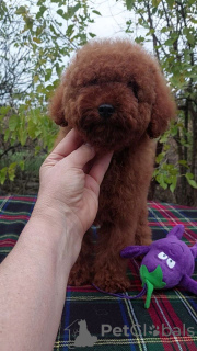 Photo №1. poodle (toy) - for sale in the city of Kiev | 1500$ | Announcement № 122126