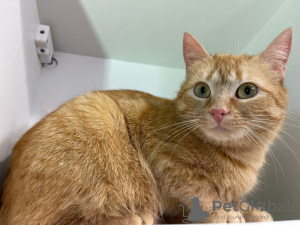 Additional photos: A wonderful young cat Fox is looking for a home and a loving family!