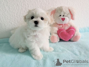 Photo №1. maltese dog - for sale in the city of Дублин | Is free | Announcement № 125099