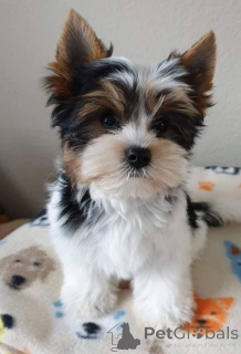 Photo №2 to announcement № 137573 for the sale of yorkshire terrier - buy in United States breeder