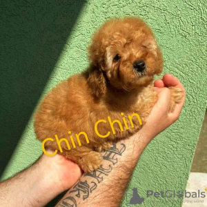 Additional photos: RED POodle puppies