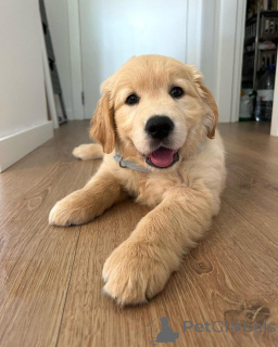 Photo №1. golden retriever - for sale in the city of Greven | 723$ | Announcement № 160526