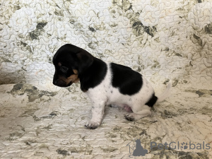 Additional photos: Puppies Jack Russell Terrier