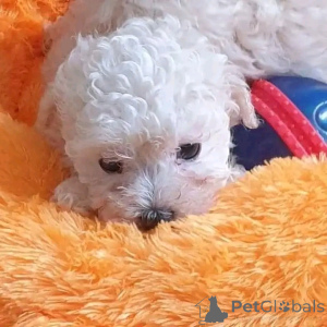 Photo №3. Teacup maltese puppies for adoption. United States