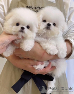 Photo №1. bichon frise - for sale in the city of Tampere | Is free | Announcement № 90715