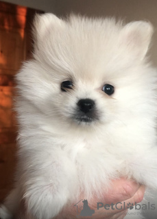 Photo №2 to announcement № 9379 for the sale of pomeranian - buy in Ukraine private announcement