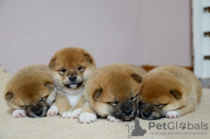 Photo №1. shiba inu - for sale in the city of Minsk | negotiated | Announcement № 124604