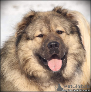 Photo №3. A male Caucasian Shepherd puppy. Serbia