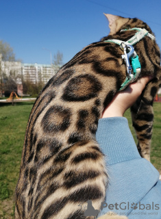 Photo №1. bengal cat - for sale in the city of Kazan | 613$ | Announcement № 10586