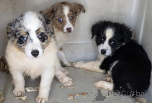 Photo №1. australian shepherd - for sale in the city of Esens | 847$ | Announcement № 150733