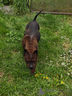 Photo №3. Chinese Bulldog ( Chongqing Dog). Poland