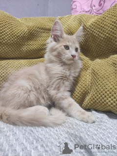 Additional photos: Maine Coon kitten for sale.