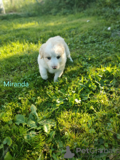Photo №1. border collie - for sale in the city of Gościm | 898$ | Announcement № 70092
