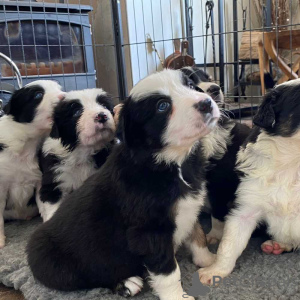 Photo №1. border collie - for sale in the city of Heidelberg | 400$ | Announcement № 127308