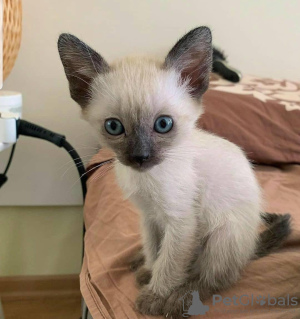 Photo №2 to announcement № 71721 for the sale of siamese cat - buy in Australia private announcement, breeder