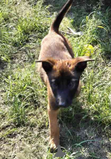 Photo №1. belgian shepherd - for sale in the city of Estancia | Is free | Announcement № 124692