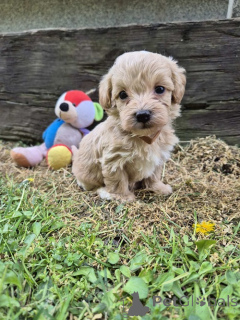 Photo №2 to announcement № 168800 for the sale of maltipu - buy in Serbia breeder