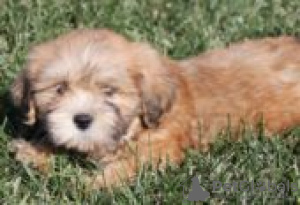 Photo №1. lhasa apso - for sale in the city of Berlin | Is free | Announcement № 126953