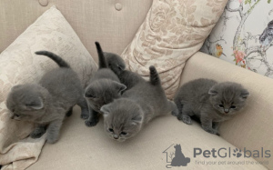 Photo №2 to announcement № 120887 for the sale of scottish fold - buy in France 