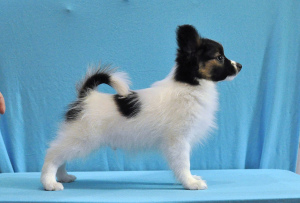 Additional photos: High-breed puppies PAPILLON