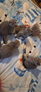 Photo №4. I will sell british shorthair in the city of Kaunas. private announcement - price - 260$