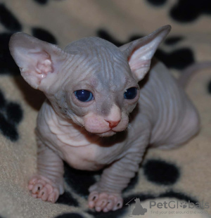 Photo №1. sphynx cat - for sale in the city of Berlin | 150$ | Announcement № 97590