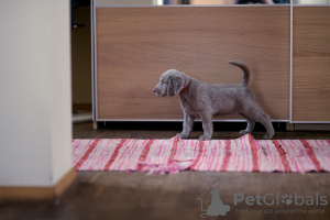Photo №2 to announcement № 11688 for the sale of weimaraner - buy in Lithuania private announcement