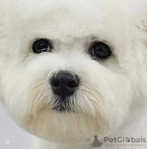 Additional photos: Bichon Frize puppy for sale