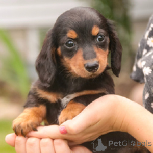 Photo №2 to announcement № 172759 for the sale of dachshund - buy in Germany private announcement