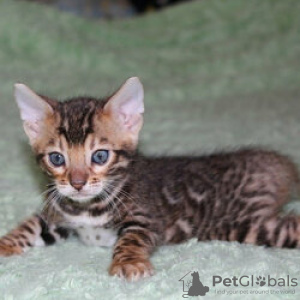 Photo №2 to announcement № 133328 for the sale of bengal cat - buy in Germany private announcement