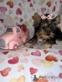 Photo №3. Pure Yorkshire Terrier. Germany