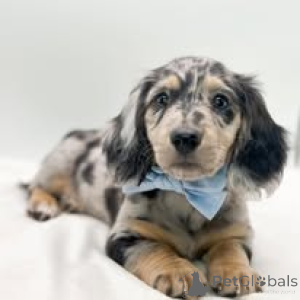 Photo №4. I will sell dachshund in the city of Villiers-Sur-Marne. private announcement, breeder - price - 723$