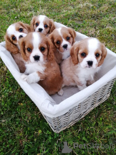 Photo №3. Adorable Cavalier King Charles Puppies for free adoption. Germany