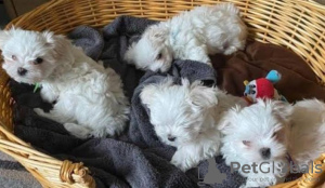 Photo №1. maltese dog - for sale in the city of Paris | negotiated | Announcement № 40421