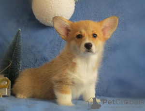 Photo №2 to announcement № 30118 for the sale of welsh corgi - buy in Ukraine private announcement, breeder