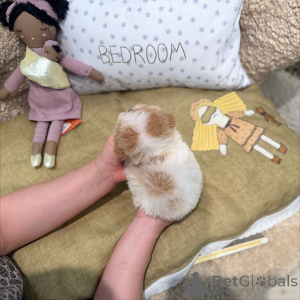 Photo №1. poodle (toy) - for sale in the city of Berlin | 568$ | Announcement № 167647