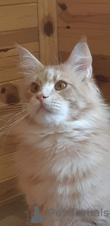 Photo №3. Maine Coon. United States