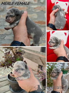 Photo №3. Exotic french bulldog puppies. Serbia