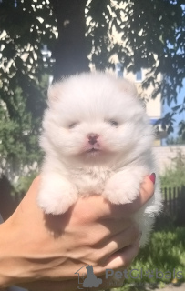 Photo №2 to announcement № 7536 for the sale of pomeranian - buy in Belarus breeder