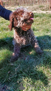 Photo №2 to announcement № 99773 for the sale of lagotto romagnolo - buy in Romania 